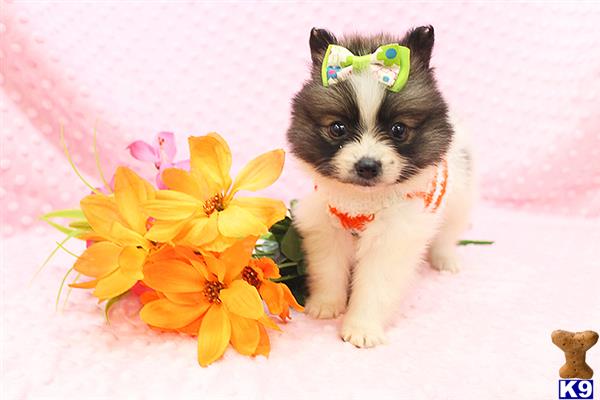 CMPuppyHeaven Picture 1